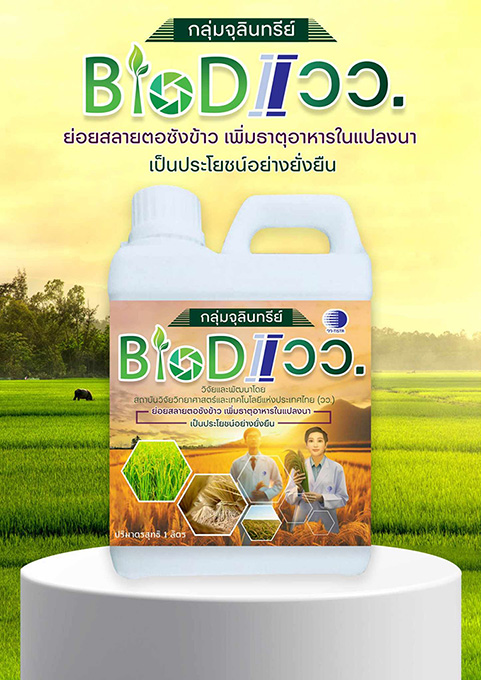 จุลินทรีย์ BioD I วว. ช่วยย่อยสลายตอซังข้าว